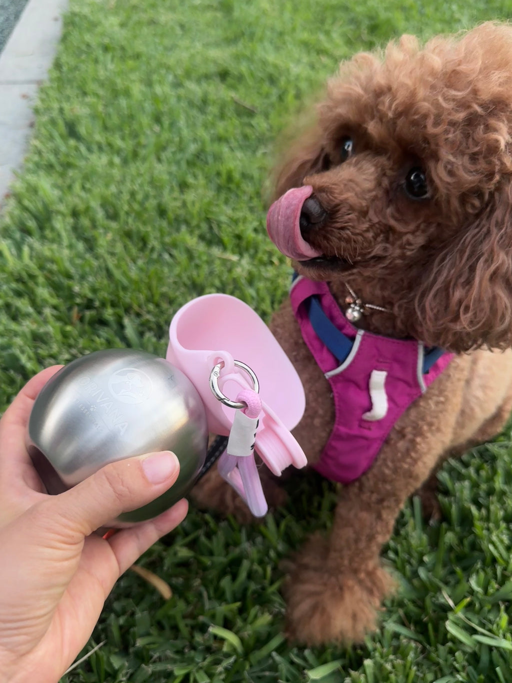 ORIVANA Stainless Steel Dog Water Bottle
