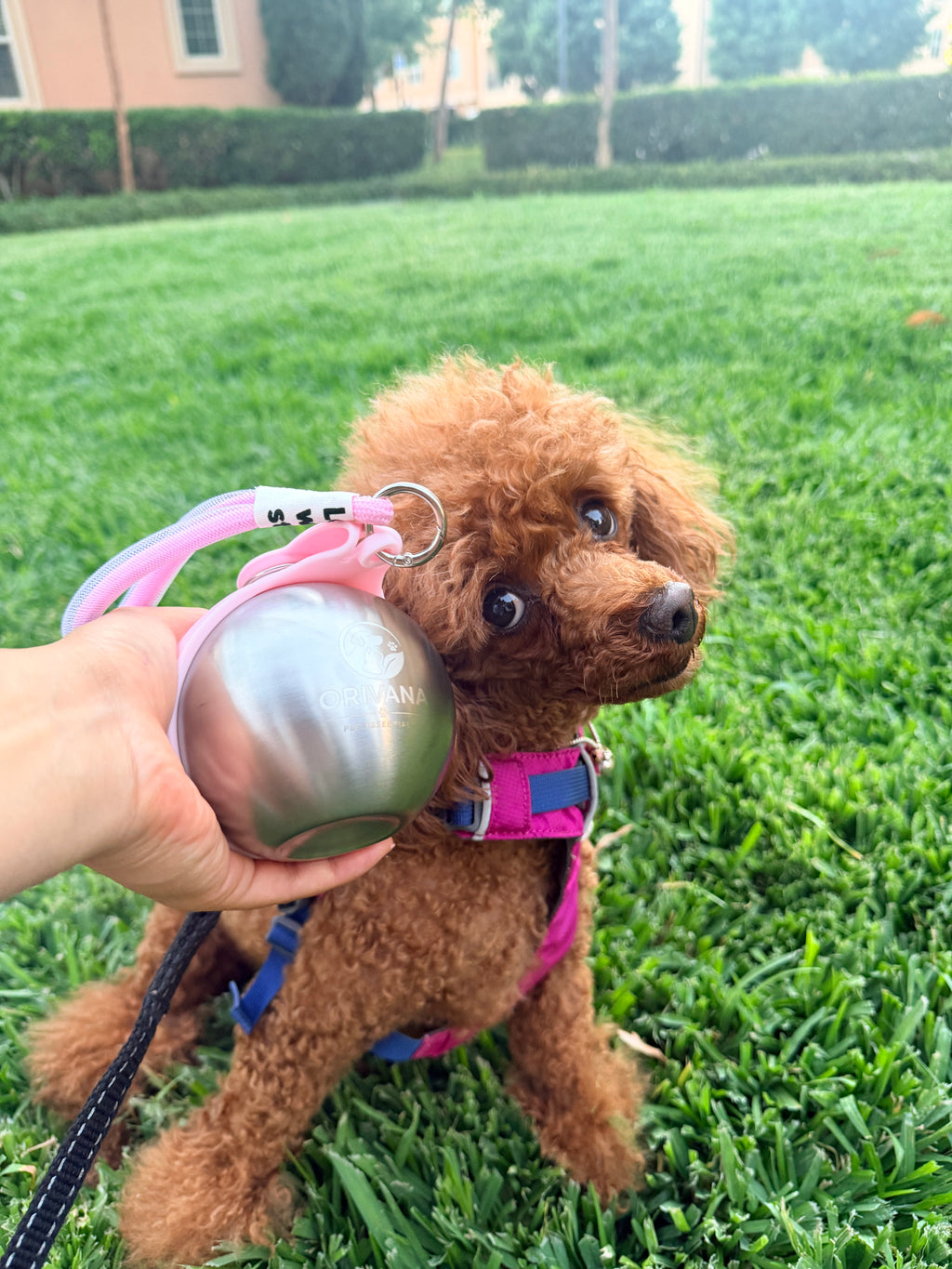 ORIVANA Stainless Steel Dog Water Bottle
